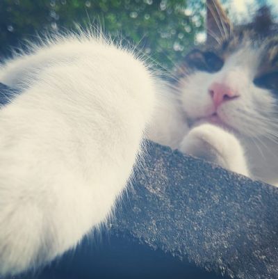 Coolcat1)EvelynBastableY7