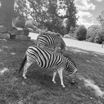 JOG.BlackandWhite