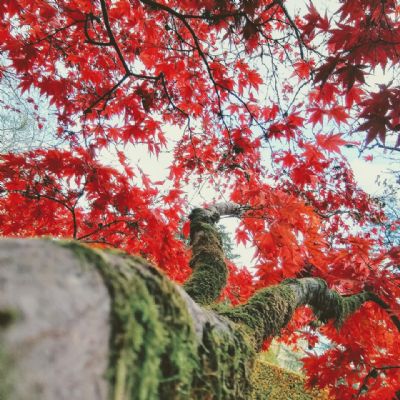 AstridBastable-RedAutumnLeavesY7
