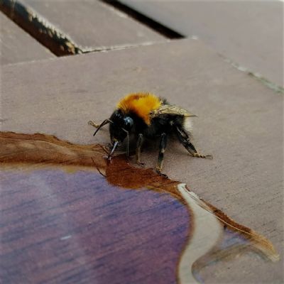 HollyWeston13C-HelpingtheSmallestUnderpinningsofourCommunity
