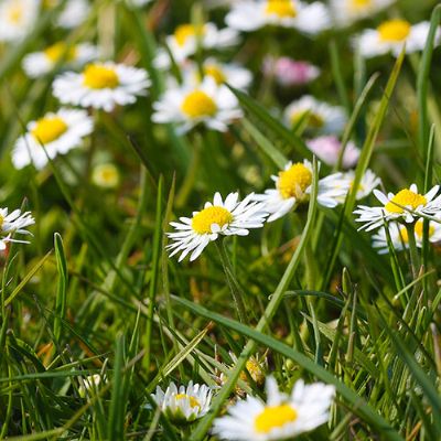 MithraSuresh9SSummerFlowerShowers