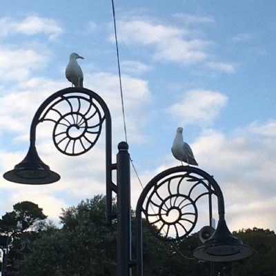 2ElizabethHooton11SHasnobodytoldtheseagullstheydon'thavetosocialdistanceanymore