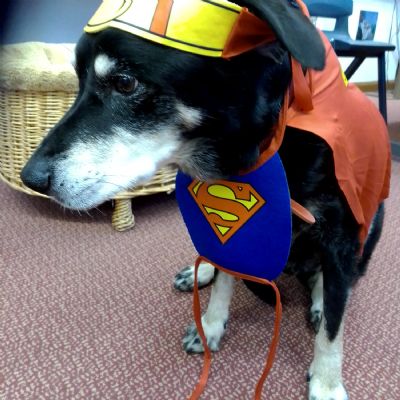 DandydogWorldBookDay2023
